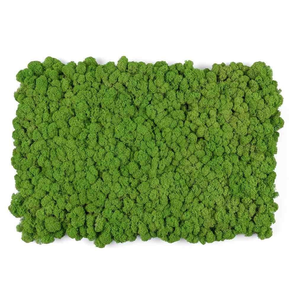 Living Wall Moss Tile Green 15 x 23